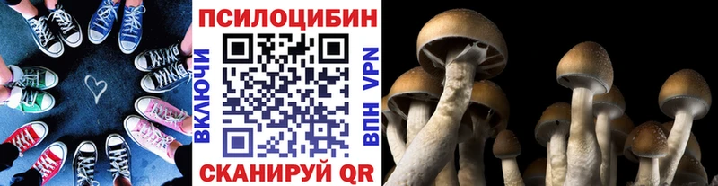закладка Чёрмоз Галлюциногенные грибы MAGIC MUSHROOMS